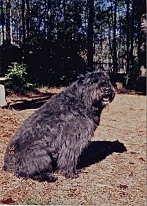 Jack Brandon's life-saving Bouvier, giving his best "don't mess with me" look.
